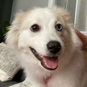 Meet your Posher, Emma